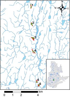 Natural regeneration potential and dynamics in boreal lichen woodlands of eastern Canada following soil scarification